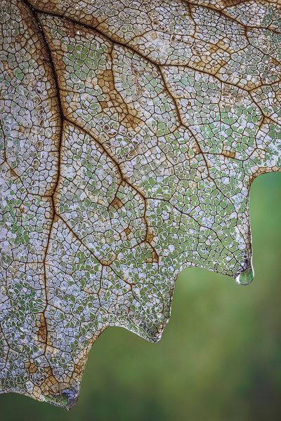 USA- Washington State- Seabeck. Skeletonized vanilla leaf close-up.